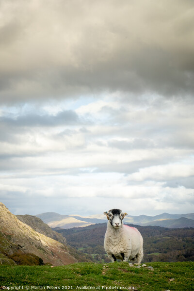 Majestic sheep standing tall on The Old Man of Con Picture Board by Martin Yiannoullou