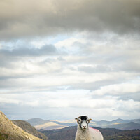Buy canvas prints of Majestic sheep standing tall on The Old Man of Con by Martin Yiannoullou