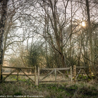 Buy canvas prints of Hatfield Forest by Martin Yiannoullou