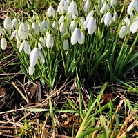 Buy canvas prints of Snow Drops by mike kearns