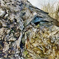 Buy canvas prints of Fallen tree by mike kearns
