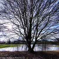 Buy canvas prints of Beautiful Tree by mike kearns