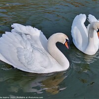Buy canvas prints of Swans by mike kearns