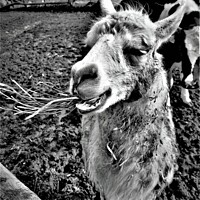 Buy canvas prints of Llama chewing grass by mike kearns