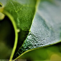 Buy canvas prints of Holy Leaf by mike kearns