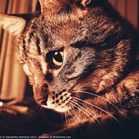Buy canvas prints of Tabby Cat by Samantha Martinez