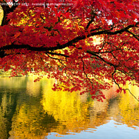 Buy canvas prints of Autumn red maple reflected in mirror lake by CHRISTOPHER KEMP