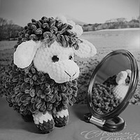 Buy canvas prints of toy sheep in front of the mirror, translation 