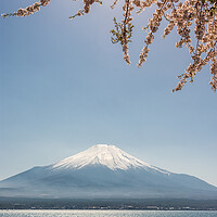 Buy canvas prints of View of the Mt. Fuji symbol of Japan and Yamanaka lake with cherry blossoms by Mirko Kuzmanovic