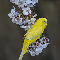 Buy canvas prints of Yellow Canary on the Cherry blossom tree by Mirko Kuzmanovic