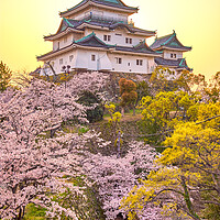 Buy canvas prints of Wakayama castle during cherry-blossom Sakura season, Japan by Mirko Kuzmanovic