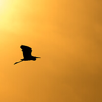 Buy canvas prints of Silhouette of an egret flying against the sunset sky by Mirko Kuzmanovic