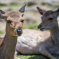 Buy canvas prints of Cute Deer in Nara Deer Park in Nara, Japan by Mirko Kuzmanovic