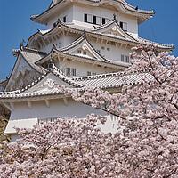 Buy canvas prints of Himeji castle during the cherry blossom sakura season by Mirko Kuzmanovic