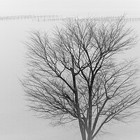 Buy canvas prints of Lonely tree in a fog in front of lake Hamana in Shizuoka Prefecture of Japan by Mirko Kuzmanovic