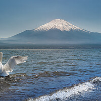Buy canvas prints of White Swan swimming in the Lake Kawaguchi with Mt. Fuji in the background, Japan by Mirko Kuzmanovic