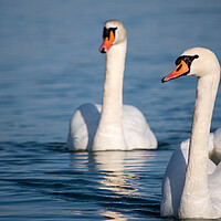 Buy canvas prints of White swans swimming in the Danube river in Serbia by Mirko Kuzmanovic