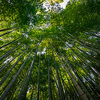 Buy canvas prints of Arashiyama Bamboo forest in Kyoto by Mirko Kuzmanovic