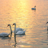 Buy canvas prints of White swans swimming in the Danube river in Belgrade Serbia during sunset by Mirko Kuzmanovic