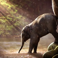 Buy canvas prints of A baby elephant by gara gamo