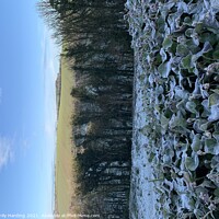 Buy canvas prints of Fresh Frost Rathmore Woods by Harding&Gray 