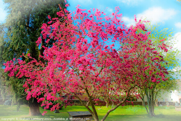 Spring Tree Blossom Picture Board by Graham Lathbury