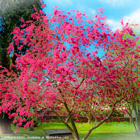 Buy canvas prints of Spring Tree Blossom by Graham Lathbury