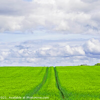 Buy canvas prints of Cotswolds Field by Graham Lathbury