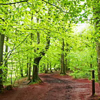 Buy canvas prints of A forest track by Graham Lathbury