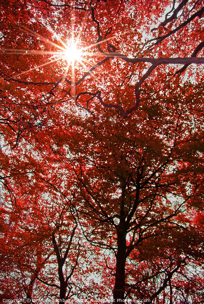 Sunlight through Autumn leaves Picture Board by Graham Lathbury