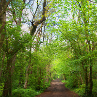 Buy canvas prints of A forest track by Graham Lathbury
