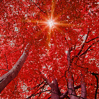 Buy canvas prints of Sunlight through Autumn leaves by Graham Lathbury