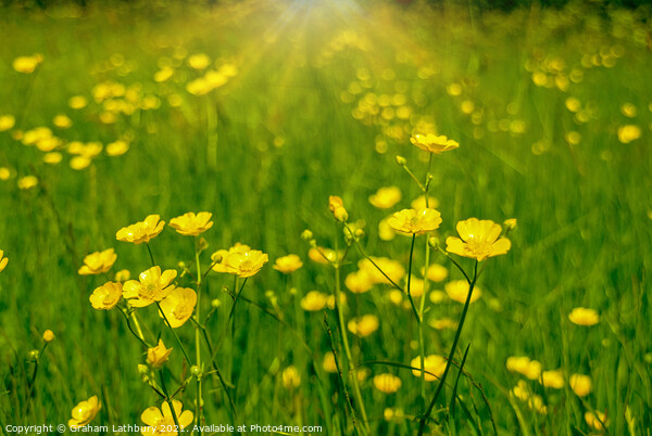 Buttercups in Summer Picture Board by Graham Lathbury