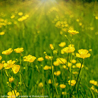 Buy canvas prints of Buttercups in Summer by Graham Lathbury