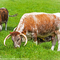 Buy canvas prints of English Longhorn Cows by Graham Lathbury