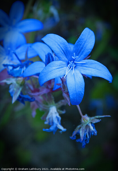 Blue Star Flower Picture Board by Graham Lathbury