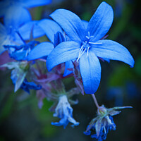 Buy canvas prints of Blue Star Flower by Graham Lathbury