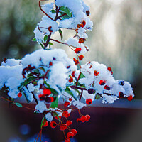 Buy canvas prints of Winter berries in snow by Graham Lathbury