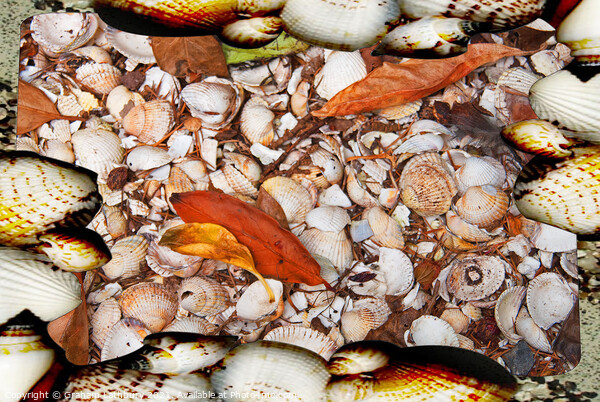 Sea Shells Picture Board by Graham Lathbury