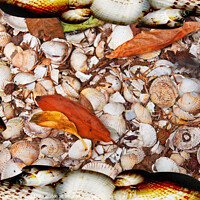 Buy canvas prints of Sea Shells by Graham Lathbury