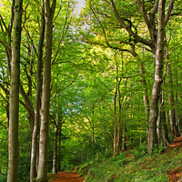 Buy canvas prints of Cotswolds Forest Bridleway by Graham Lathbury