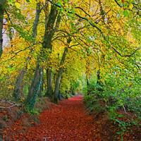 Buy canvas prints of Autumnal Westridge Woods, Cotswolds by Graham Lathbury