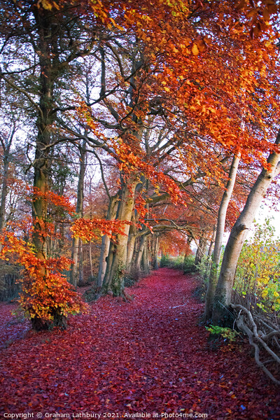 Autumnal Westridge Woods, Cotswolds Picture Board by Graham Lathbury