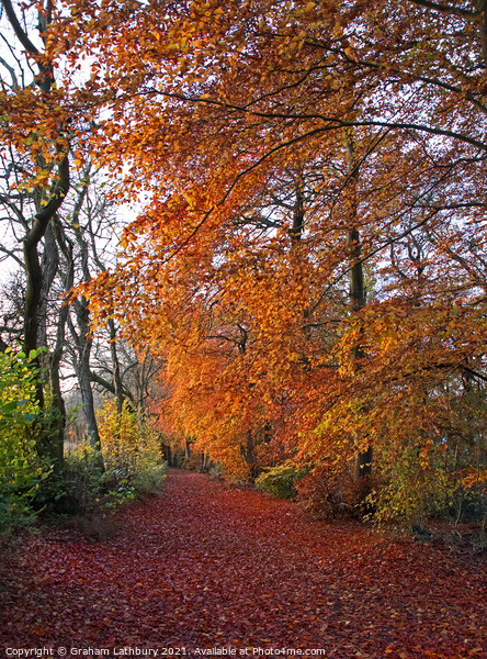 Autumnal Westridge Woods, Cotswolds Picture Board by Graham Lathbury