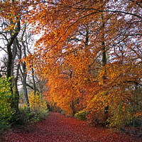 Buy canvas prints of Autumnal Westridge Woods, Cotswolds by Graham Lathbury