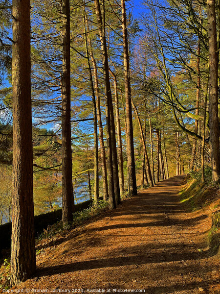 Langsett Reservoir Forest Path, Peak District Picture Board by Graham Lathbury