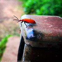 Buy canvas prints of Red-Headed Cardinal Beetle by Graham Lathbury