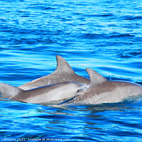 Buy canvas prints of Dolphins by Graham Lathbury