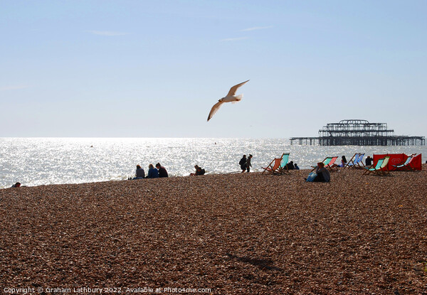 Soaring Seagull on Brighton Beach Picture Board by Graham Lathbury