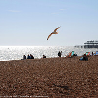 Buy canvas prints of Soaring Seagull on Brighton Beach by Graham Lathbury